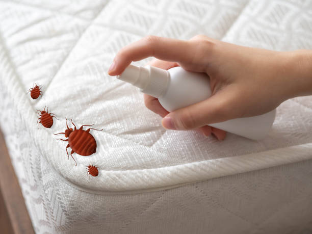 Insect Control in St Marys, PA