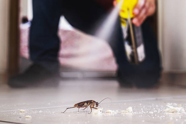 Reliable St Marys, PA Pest Control Solutions
