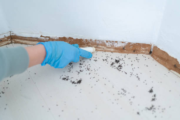 Trusted St Marys, PA Pest Control Experts